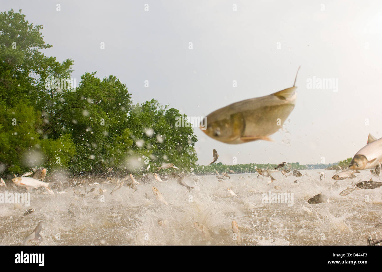 Zwei Arten von asiatischen Karpfen die eingebildeten und Silber springen aus den Illinois River in der Nähe von Havanna-Illinois Stockfoto