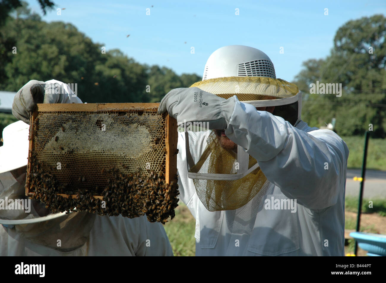 Imker einen Rahmen aus dem Bienenstock zu prüfen. Stockfoto