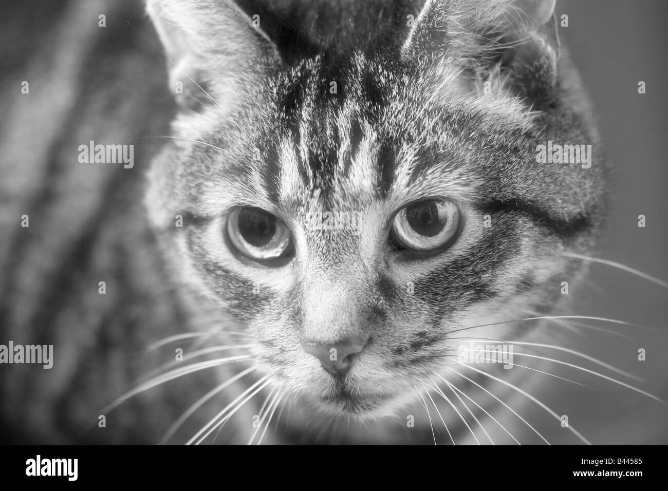 Monochromes Bild einer großen männlichen Makrele Tabby Katze (Felis Catus) Stockfoto