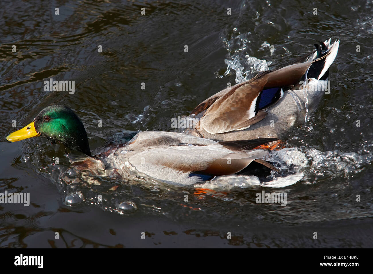 Ausfall - Kollision auf dem Fluss - Schuss der wilden Enten Stockfoto