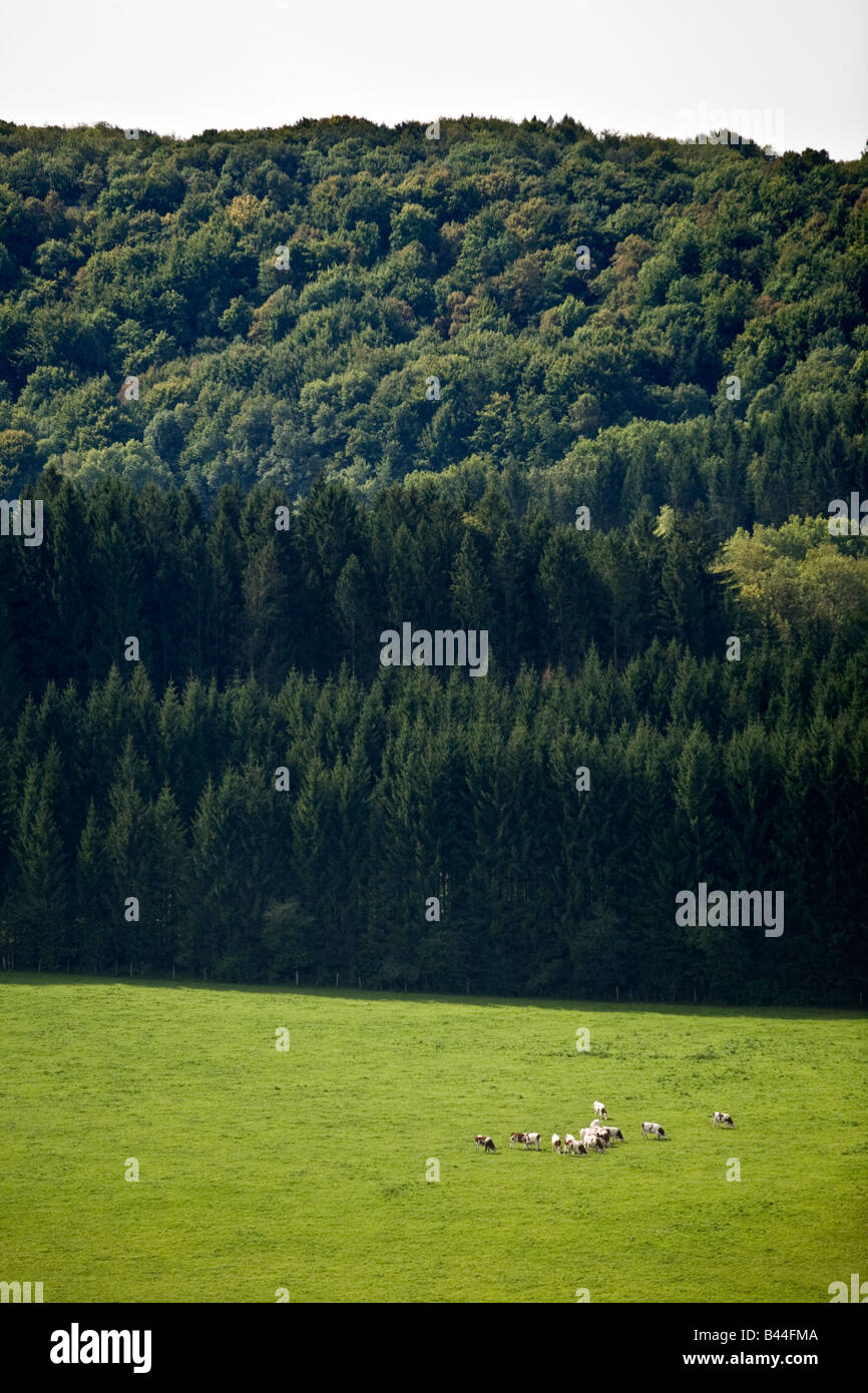 Lisiere de foret -Fotos und -Bildmaterial in hoher Auflösung – Alamy