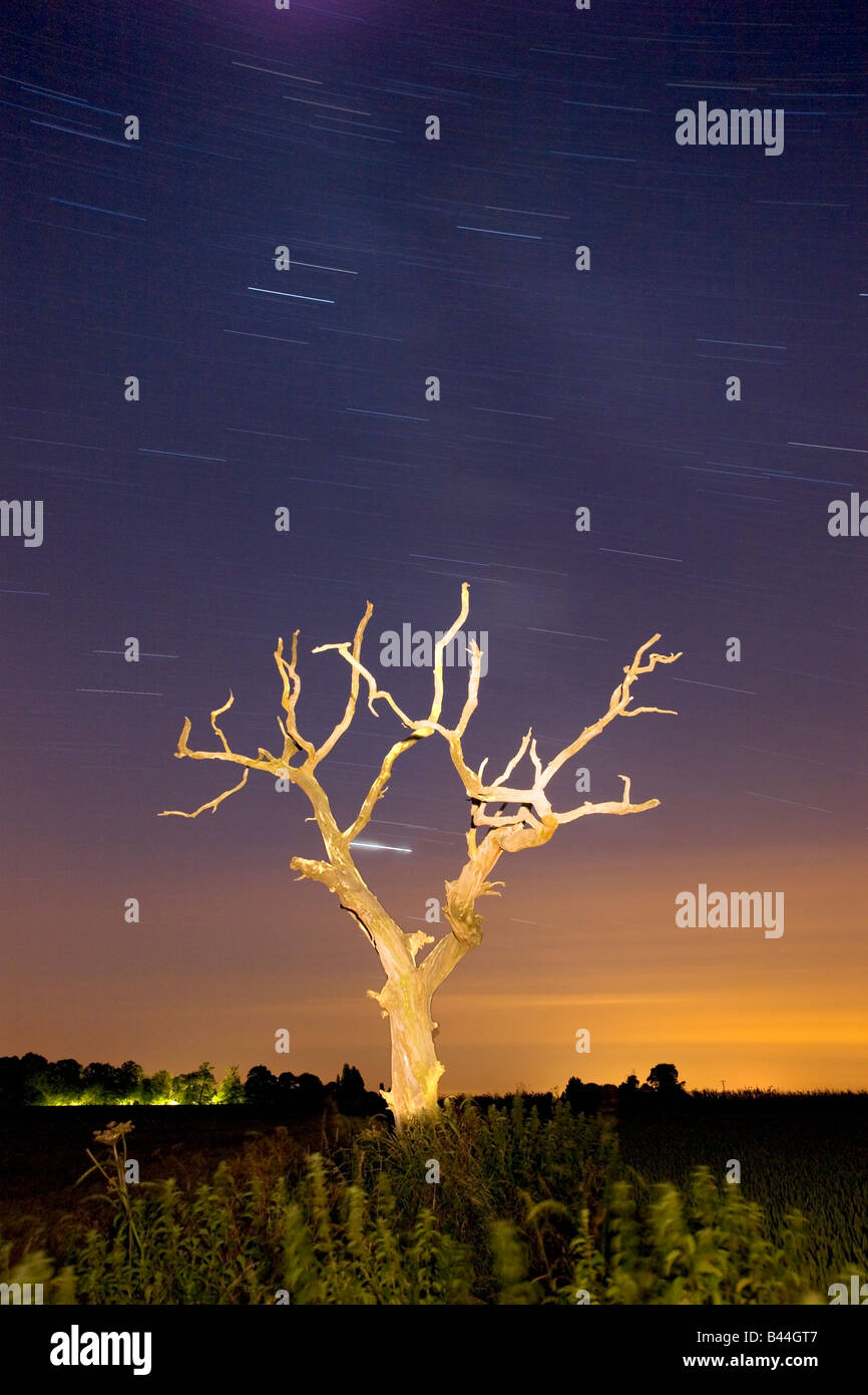 Toter Baum & Sternspuren In der Norfolk-Landschaft, mit einer langen Belichtungszeit fotografiert Stockfoto