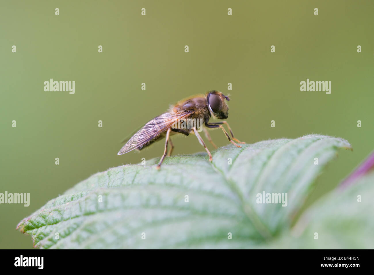 Hoverfly Eristalis Pertinax Erwachsenen im Ruhezustand auf einem Blatt Stockfoto