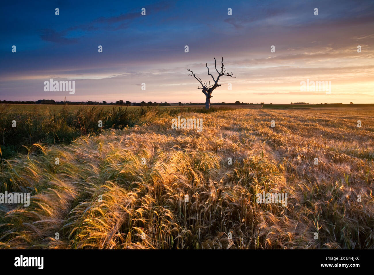 Toter Baum & Gerstenfeld beleuchtet durch das warme Licht eines Sonnenaufgangs Sommer auf dem Lande in Norfolk. Stockfoto Toter Baum & Gerstenfeld beleuchtet durch das warme Licht eines Sonnenaufgangs Sommer auf dem Lande in Norfolk. Stockfoto