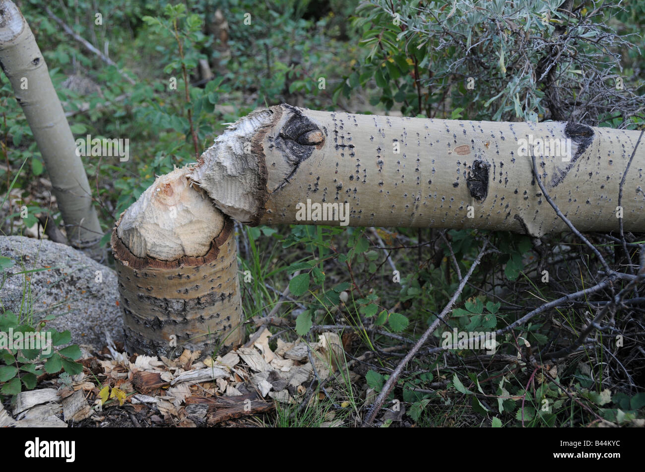 Biber Schäden an Aspen Bäume. Stockfoto