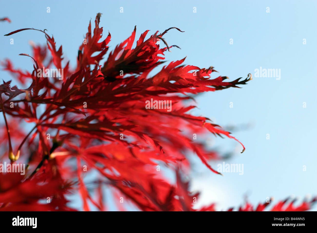 Acer-Baum im Herbst Stockfoto