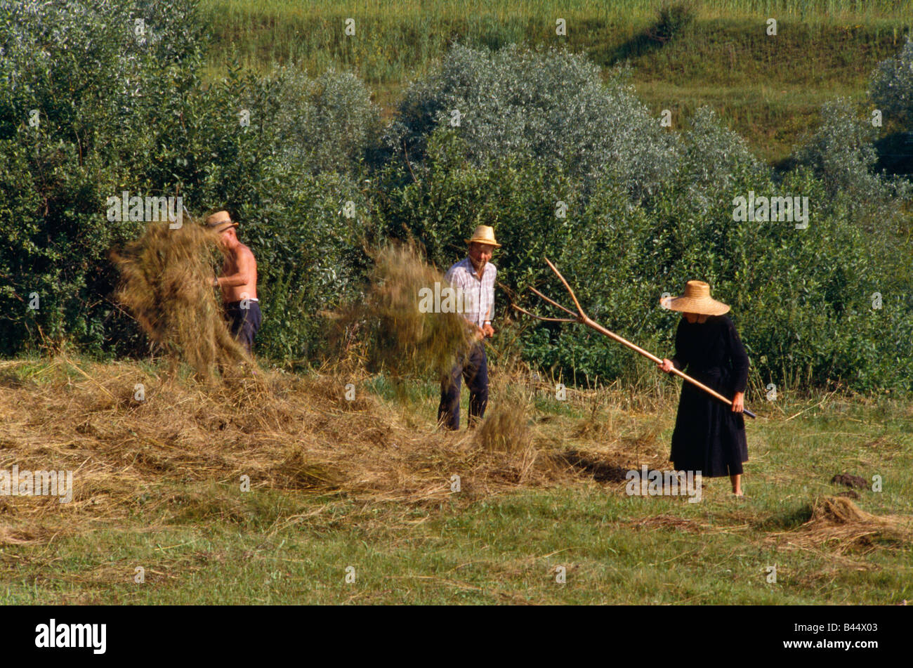 Heuernte in Nord-West-Rumänien Stockfoto