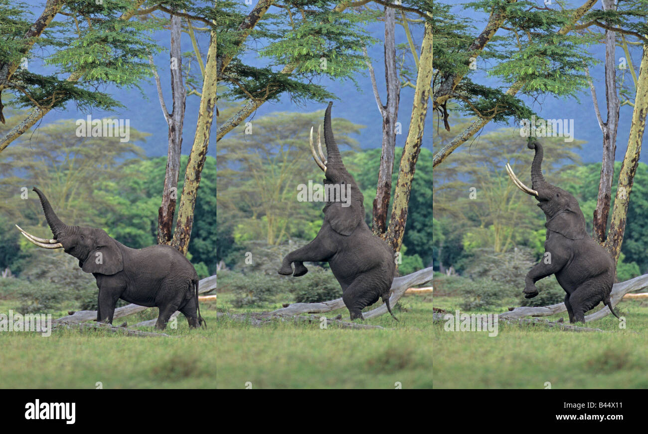 Afrikanischer Elefant, Loxodonta Africana, stretching, um ernähren sich von Acacia Zweige, Ngorongoro-Krater-Tansania Stockfoto