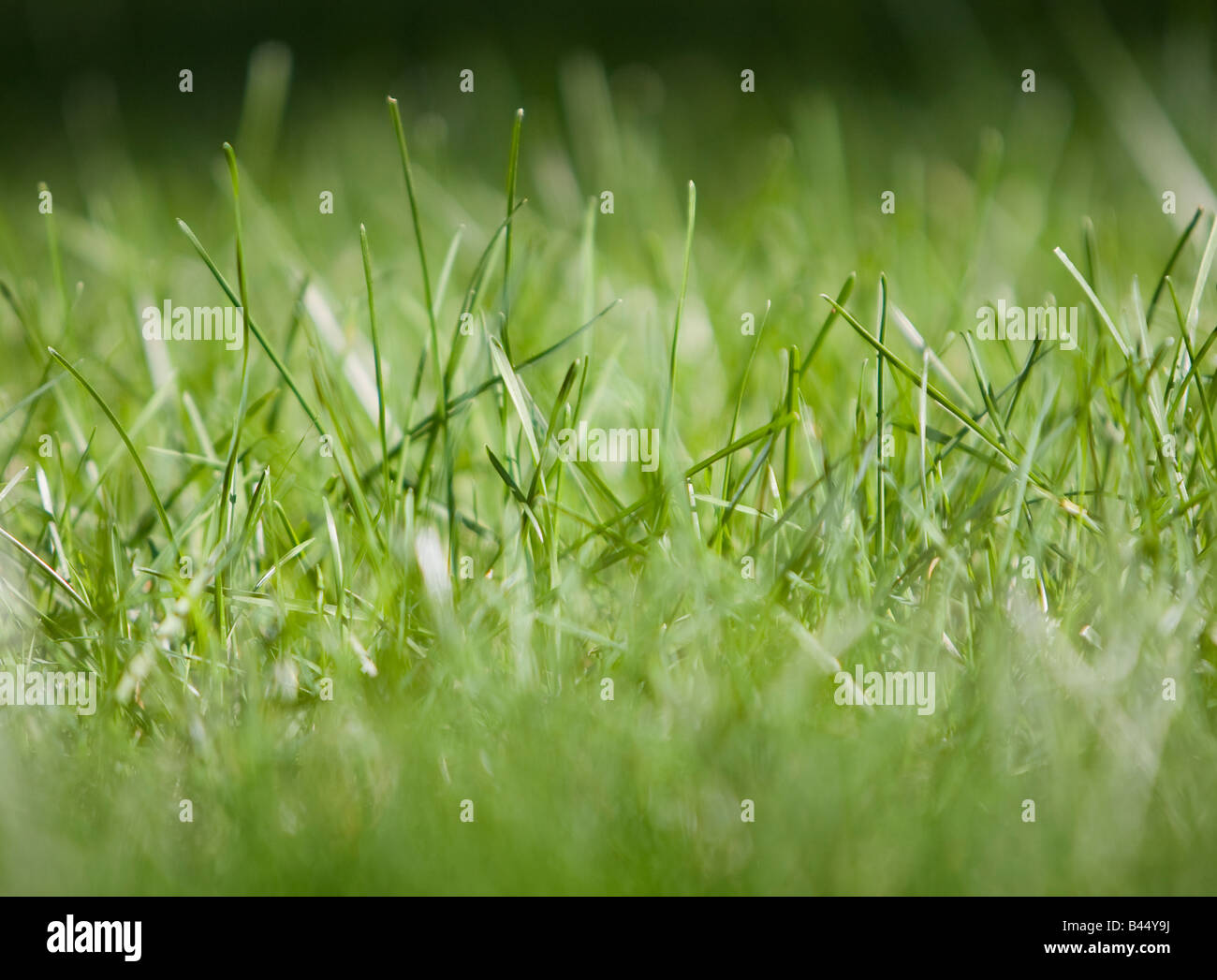 Wachsenden Grashalmen Stockfoto