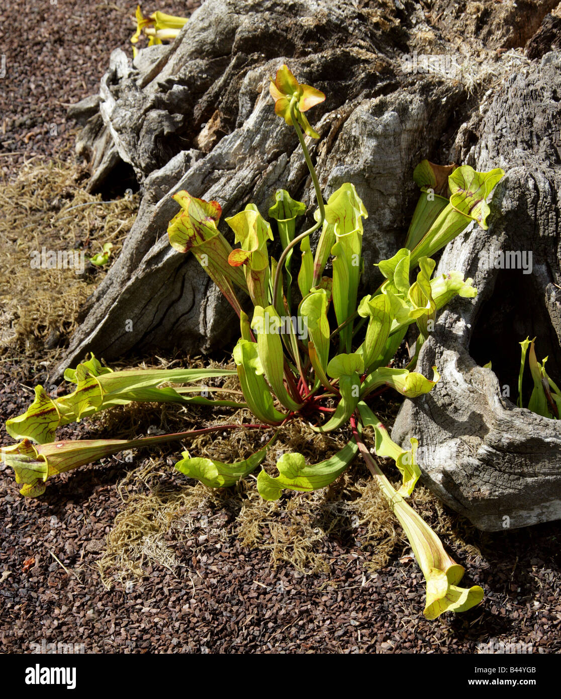Lila Kannenpflanze oder Side Saddle Blume, Sarracenia Purpurea Subspecies Purpurea, Sarraceniaceae, North East USA Stockfoto