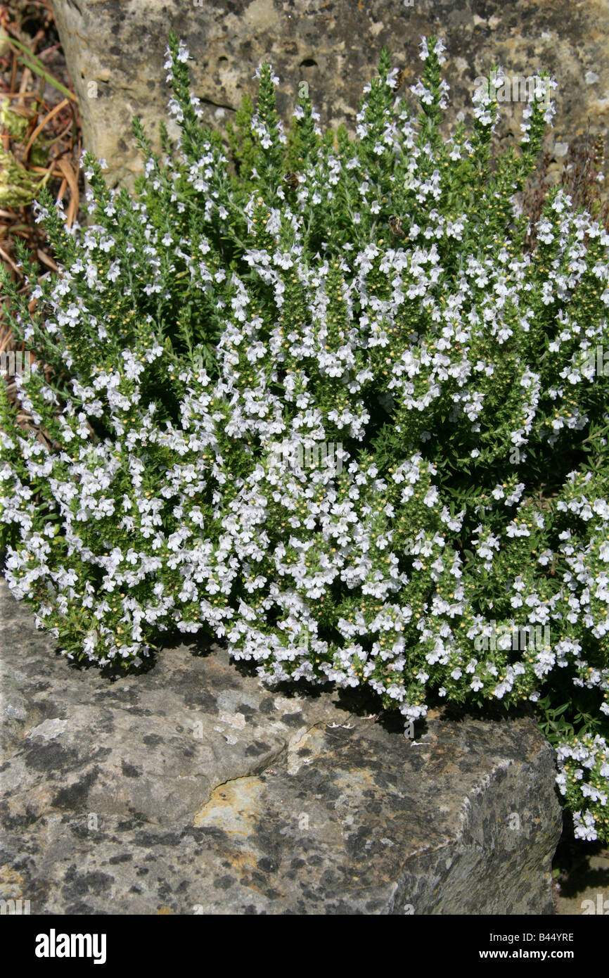 Sarriette aka Pèbre d'ai, Satureja Parnassica, Lamiaceae, Europa