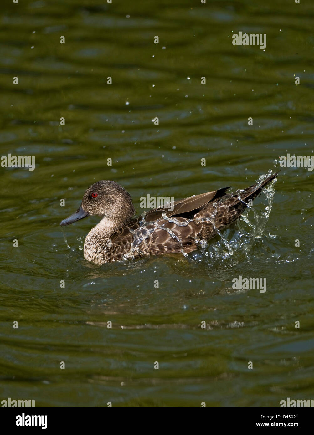 Marbled Teal Marmaronetta Angustirostris auf Wasser planschen im Wasser. Stockfoto