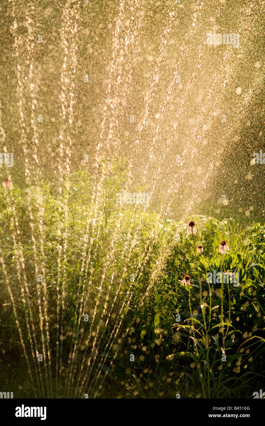 Sprinkler im Garten Blumen gießen Stockfoto