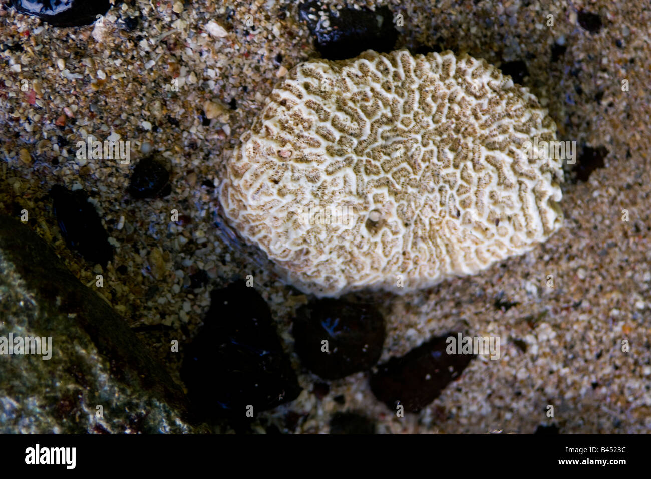 Panama, Isla Grande, Gehirn-Stein auf dem Sand des Strandes ist Teil der coralline Riffe der Karibik Stockfoto