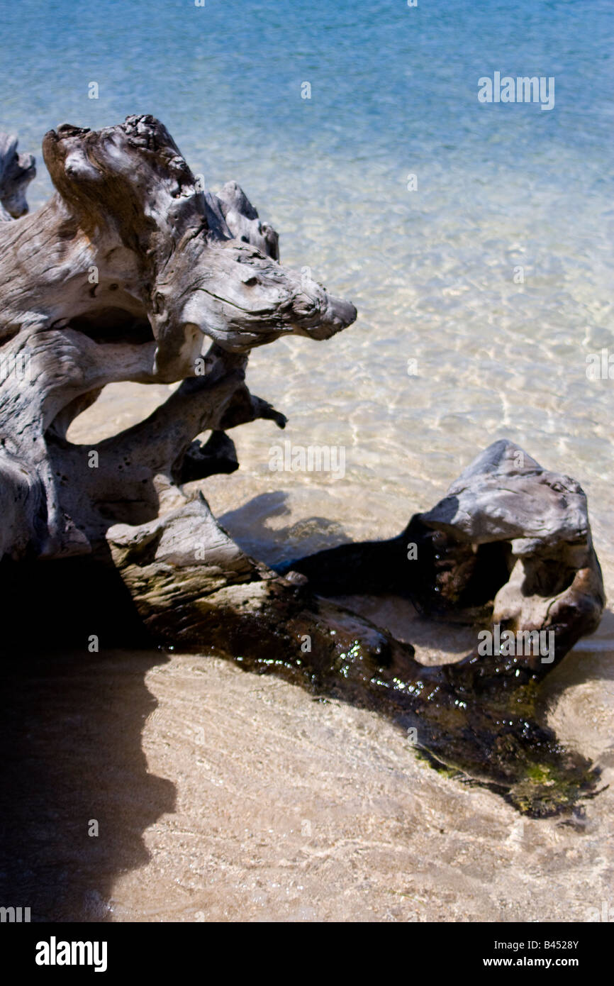 Panama, Isla Grande, eine alte Log liegt auf dem Sand am Strand Stockfoto