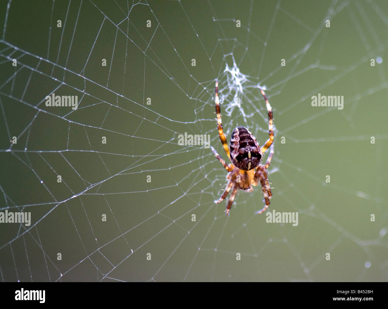 Europäische Kreuzspinne (Araneus Diadematus) Spinne Stockfoto