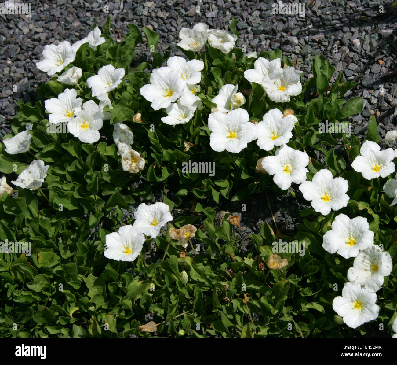 Whitecup, Nierembergia Rivularis Syn Nierembergia Repens, Solanaceae, südliches Südamerika Stockfoto