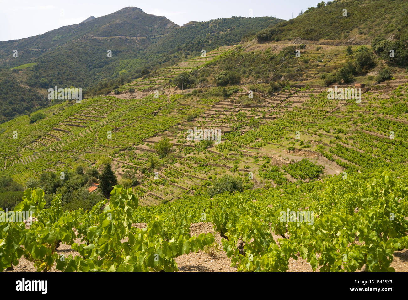 Der Weinbau auf Terrassen in Collioure in das Hinterland des mediterranen Côte Vermeille / Southern France Stockfoto