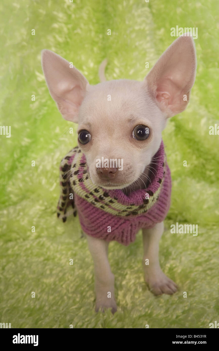 Niedliche Cremefarben Kurzhaar Chihuahua Welpe Mit Rosa Pullover Auf Grunem Hintergrund Stockfotografie Alamy