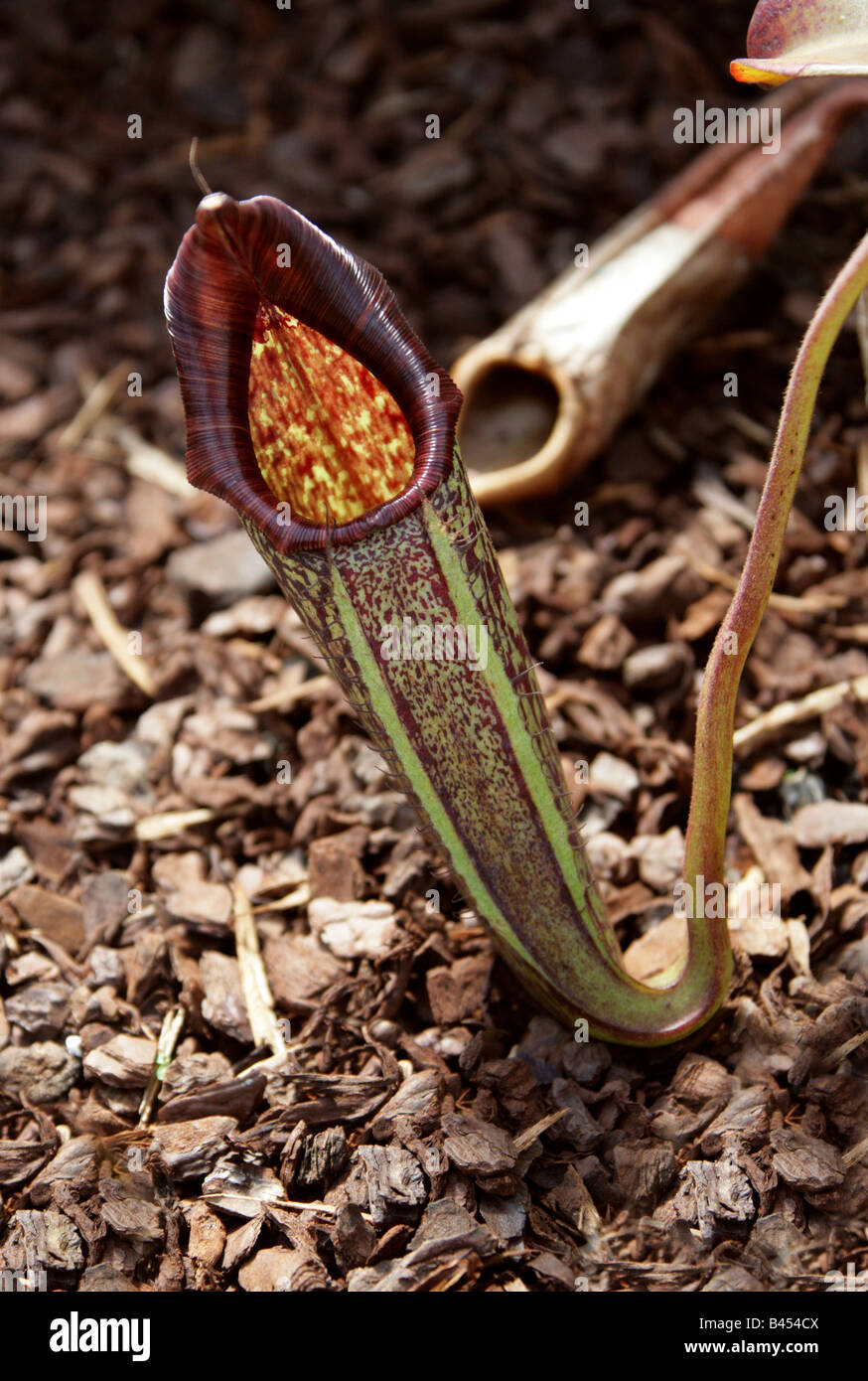 Nepenthes Eymae, Nepenthaceae. Eine fleischfressende Kannenpflanze aus den Bergen von Zentral-Sulawesi, Indonesien. Stockfoto