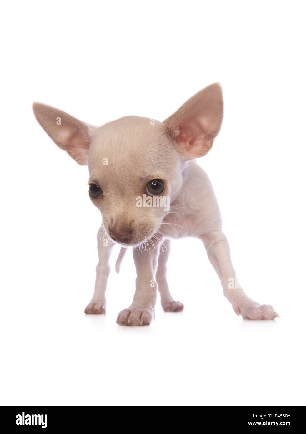 Niedliche cremefarben Kurzhaar Chihuahua-Welpe mit Kopf nach unten schauenden bedeuten isoliert auf weißem Hintergrund Stockfoto
