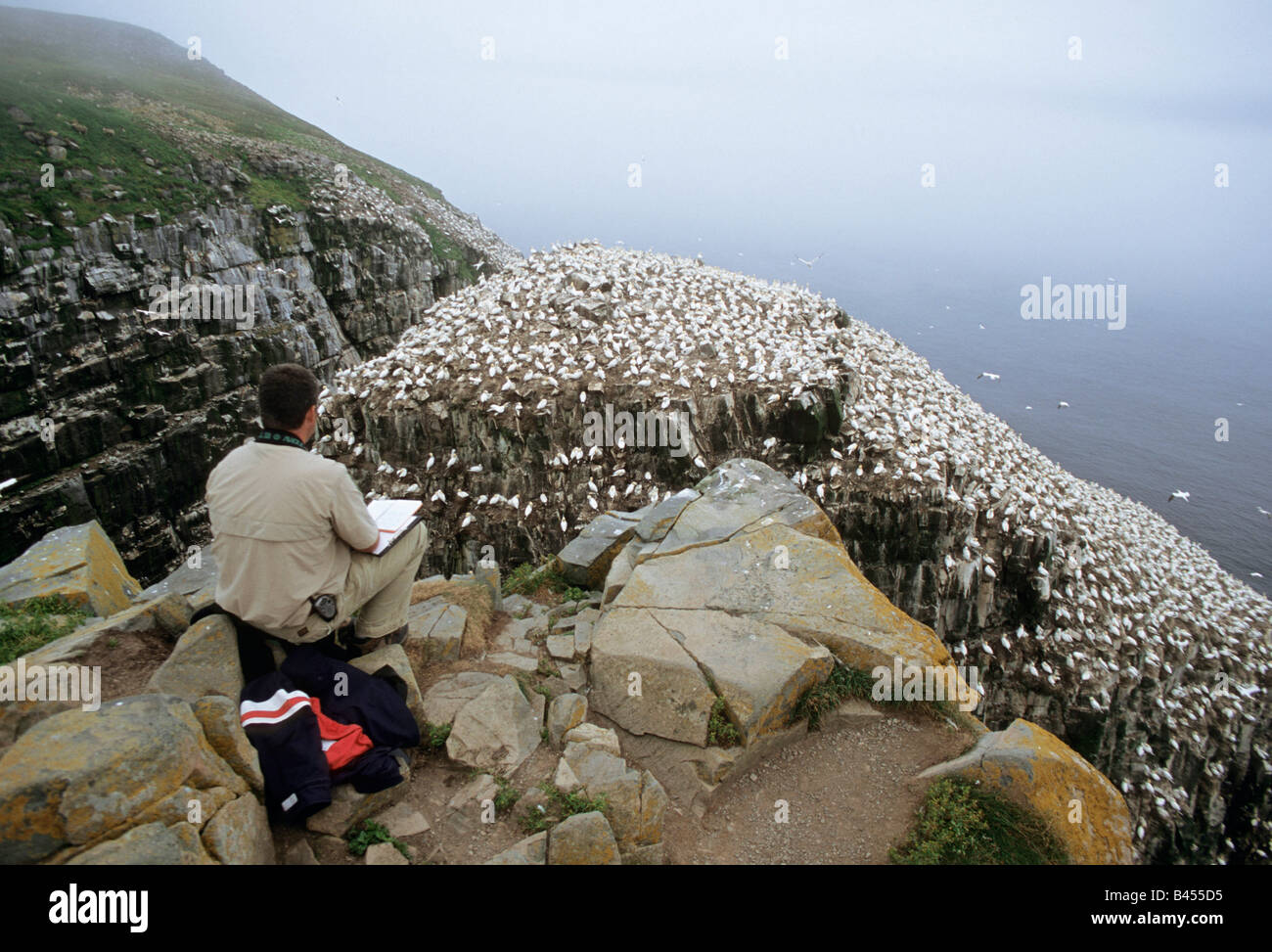 Ornithologen studiert die Vogelkolonien auf Cape St. Marys, Neufundland, Kanada Stockfoto