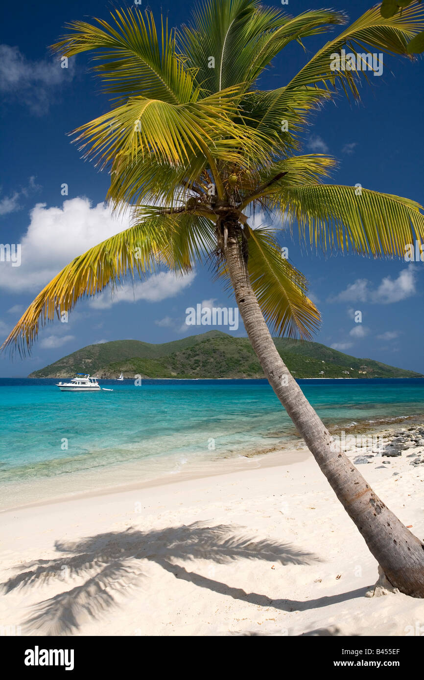 Palm Tree Sandy Island British Virgin Islands Stockfoto