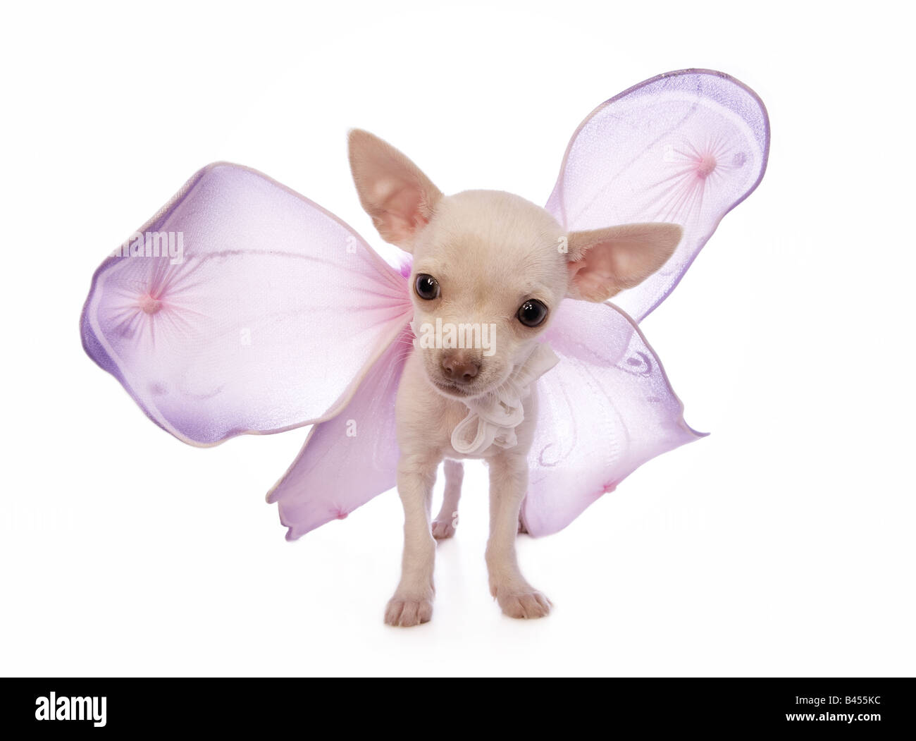 Niedliche cremefarben Kurzhaar Chihuahua-Welpe tragen lila Feenflügel isoliert auf weißem Hintergrund Stockfoto