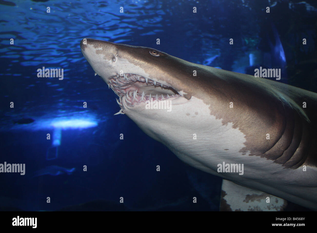 Nahaufnahme von Shark Stockfoto