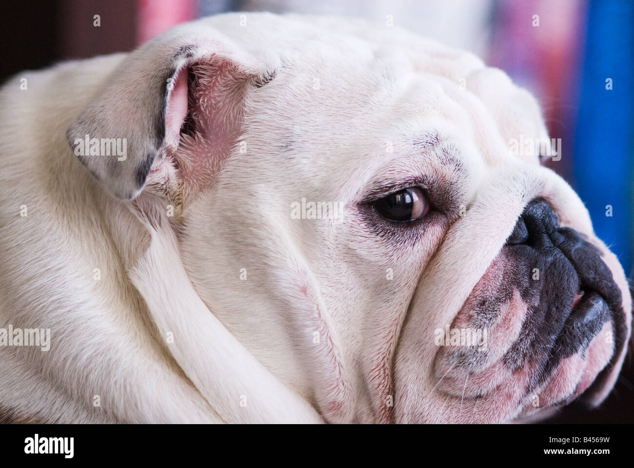 Porträt von einer englischen Bulldogge Stockfoto