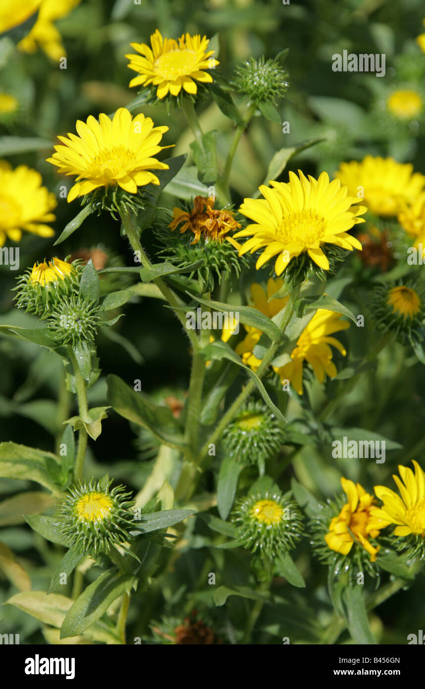 Kaugummi-Anlage, Grindelia Robusta Asteraceae, Kalifornien, USA Stockfoto