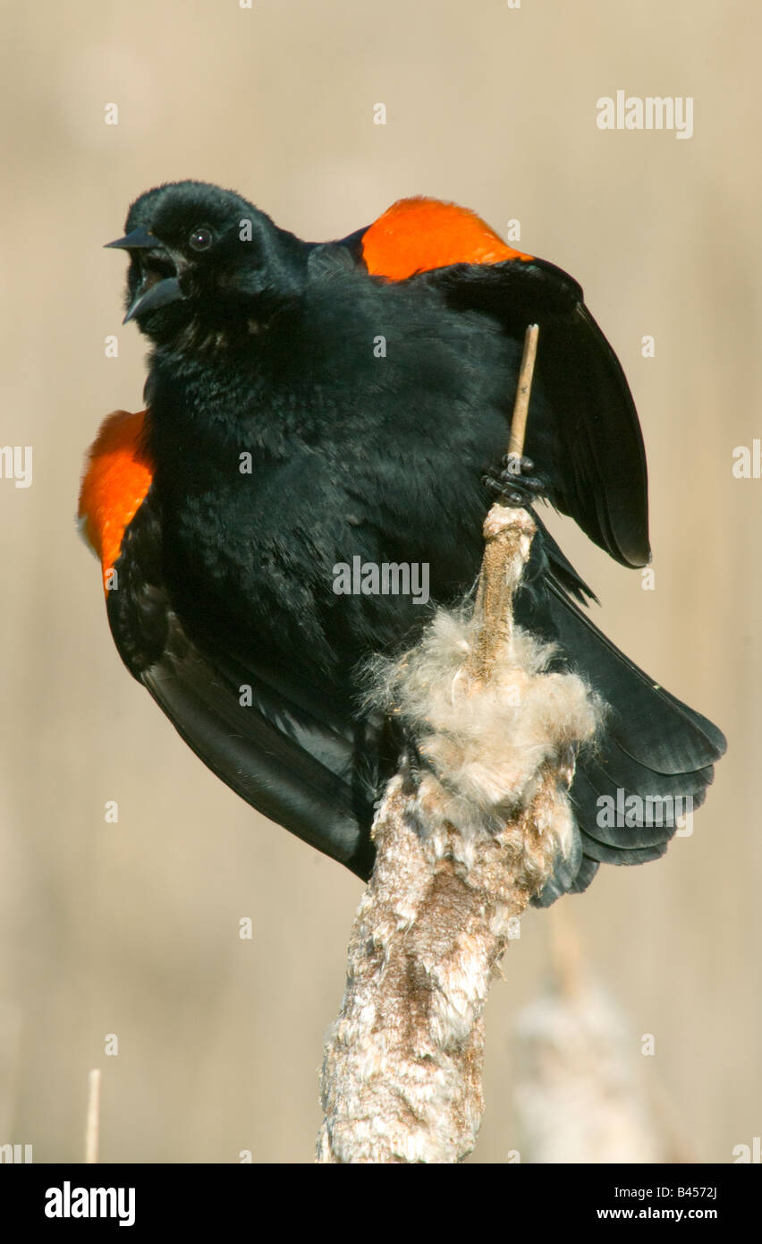 Red winged Blackbird (Agelaius Phoeniceus) männlichen Osten der Vereinigten Staaten Stockfoto