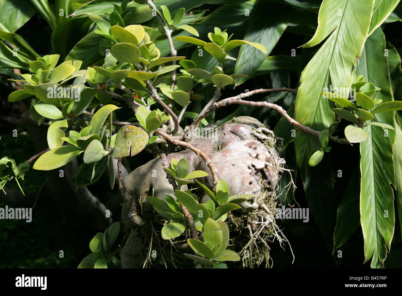 Ameise Pflanze, Hydnophytum Mosleyanum, Rubiaceae, Papua New Guinea Stockfoto