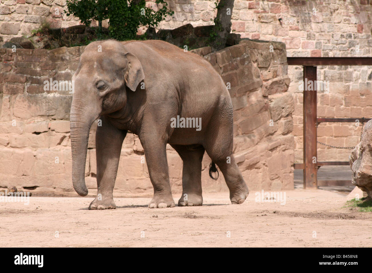 Asiatische, asiatischer, indischer Elefant (Elephas Maximus) [Chester Zoo, Chester, Cheshire, England, Großbritannien, Vereinigtes Königreich].    . Stockfoto