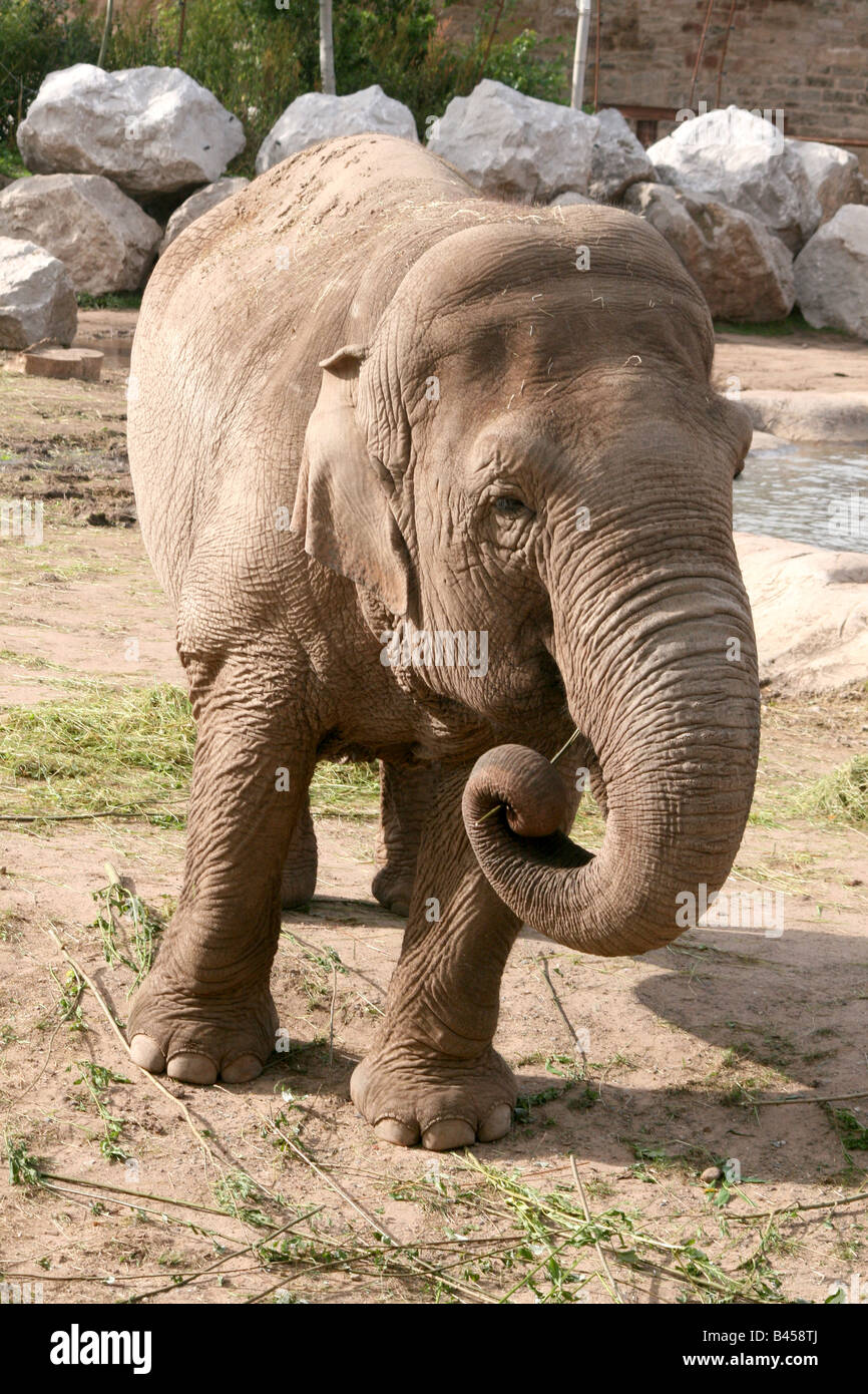 Asiatische, asiatischer, indischer Elefant (Elephas Maximus) [Chester Zoo, Chester, Cheshire, England, Großbritannien, Vereinigtes Königreich].    . Stockfoto