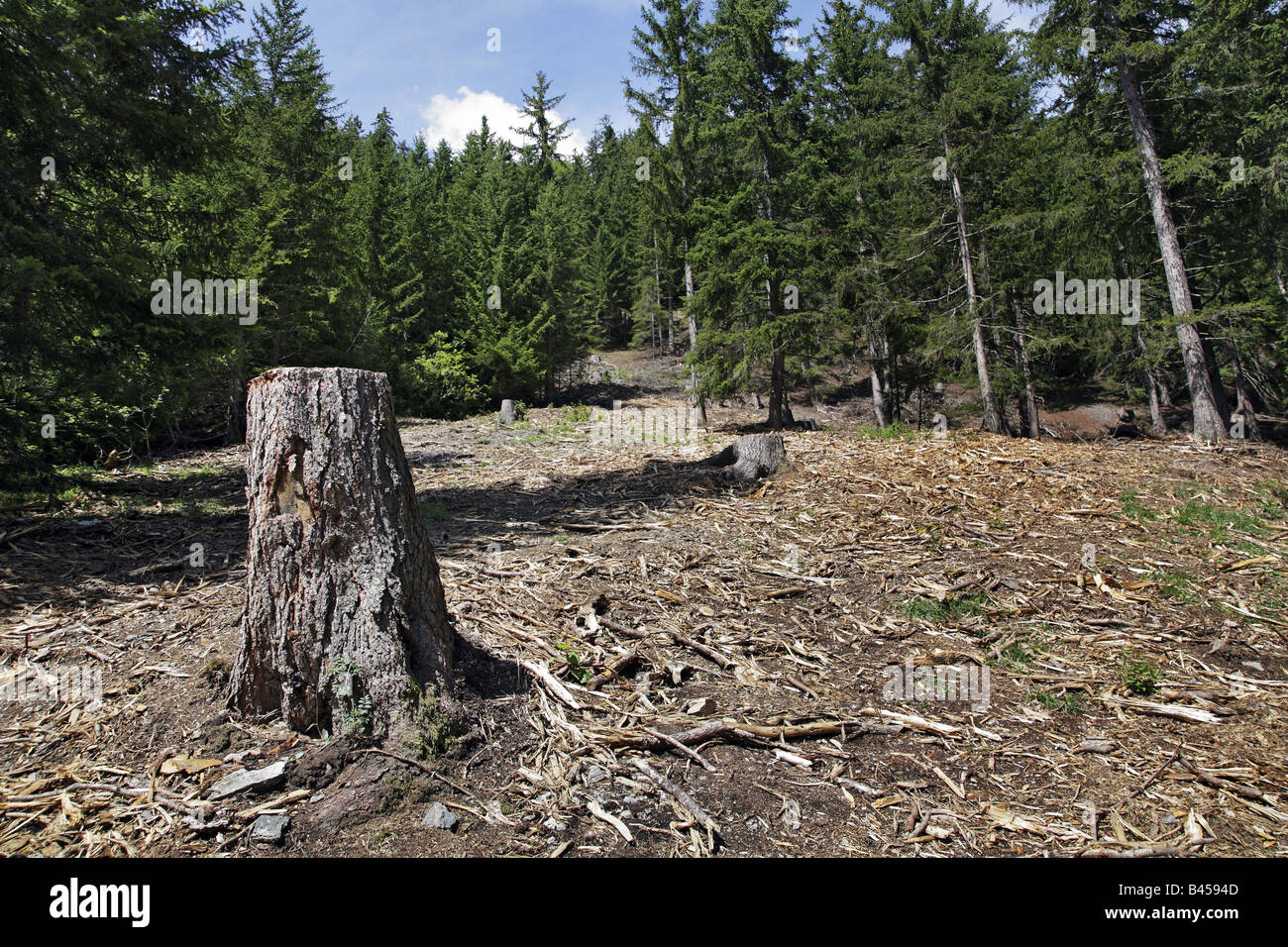 Entwaldung Stockfoto