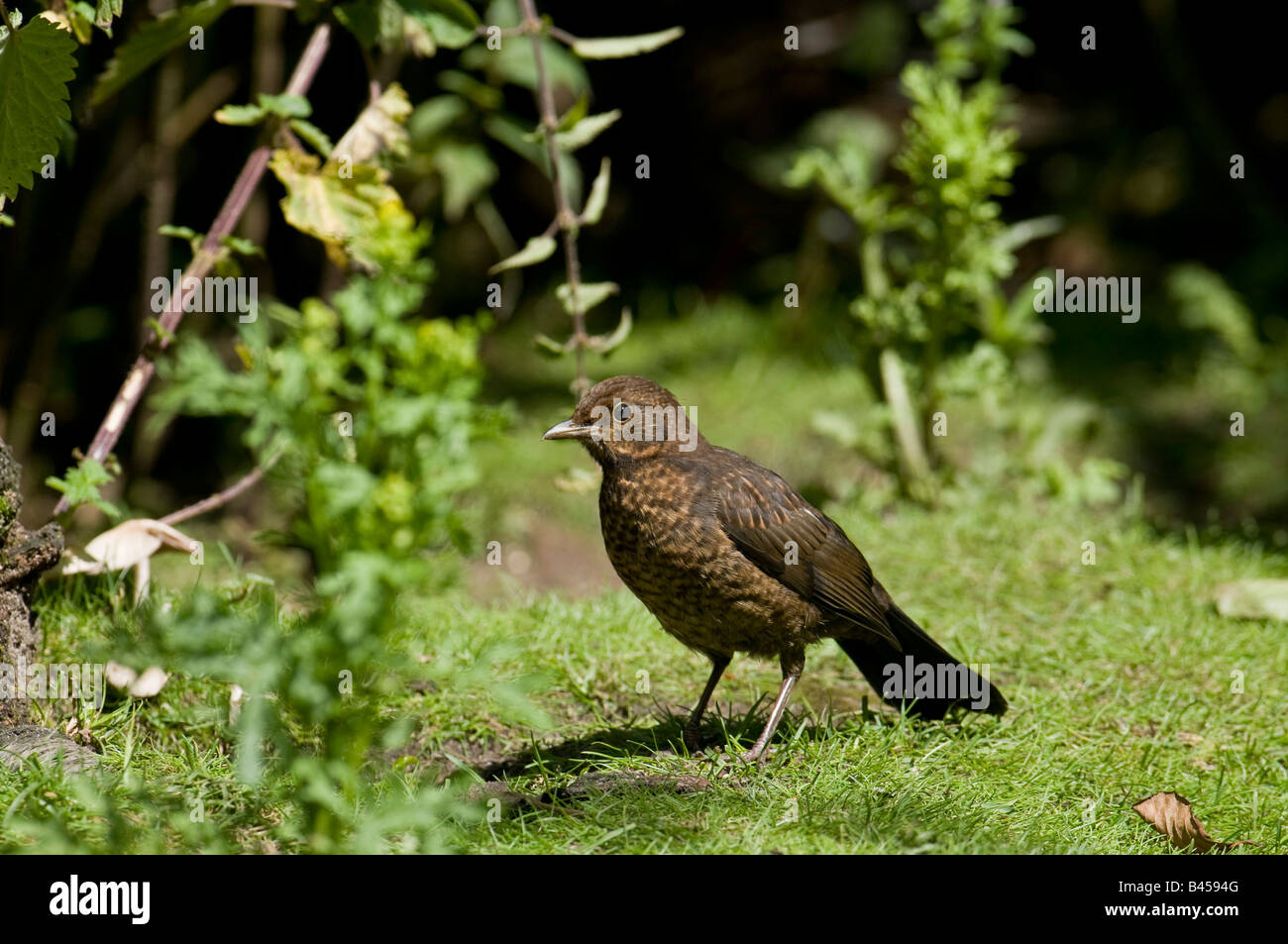 Amsel "Turdus Marula" thront auf einem Ast in einem Wald im Vereinigten Königreich. Stockfoto