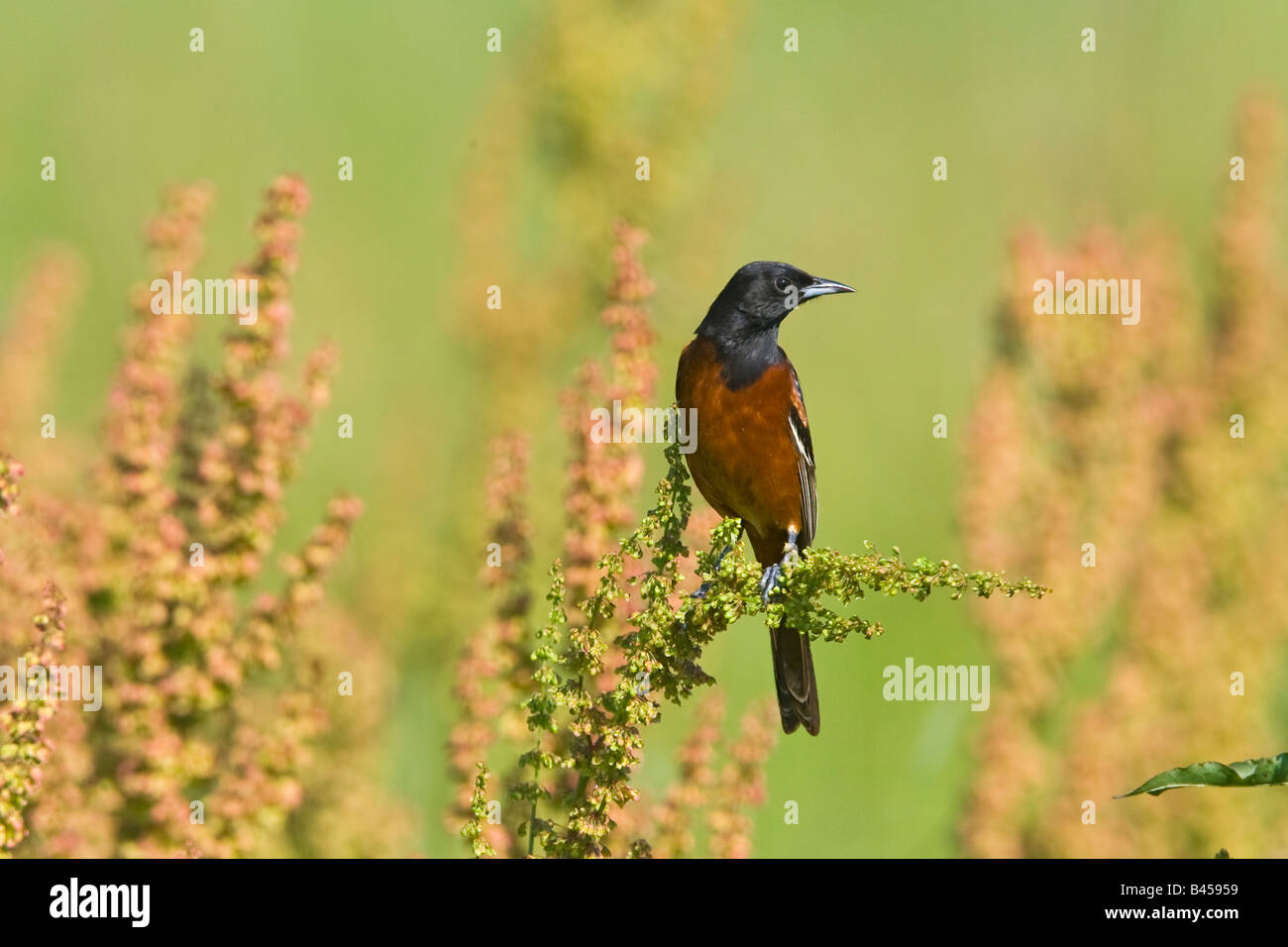 Obstgarten Oriole Ikterus Spurius südlichen Illinois USA 21 kann erwachsenen männlichen Icteridae Stockfoto