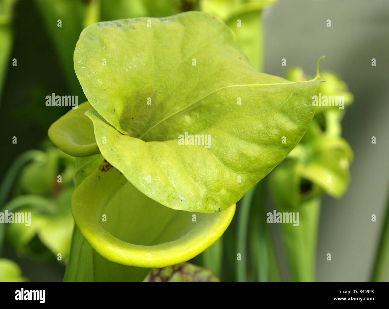 Gelbe Schlauchpflanze, Sarracenia Flava, Sarraceniaceae, South West America, USA Stockfoto