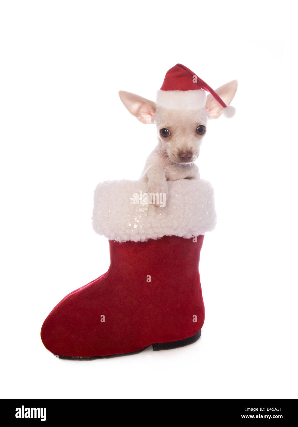 Niedliche cremefarben Kurzhaar Weihnachten Chihuahua-Welpe innerhalb des roten und weißen Santa Boot Hut isoliert Stockfoto