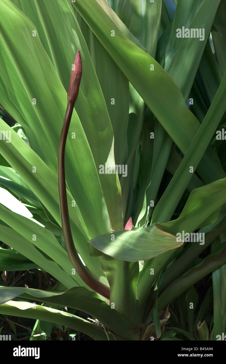 Crinum Augustum Blumenstiel Königin Emma Anlage Stockfoto