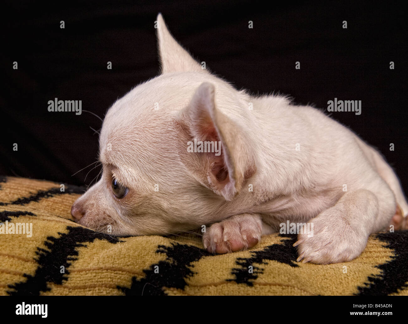 Niedliche cremefarben Kurzhaar Chihuahua-Welpe liegend auf Tiger abgestreift Kissen schwarzen Hintergrund Stockfoto