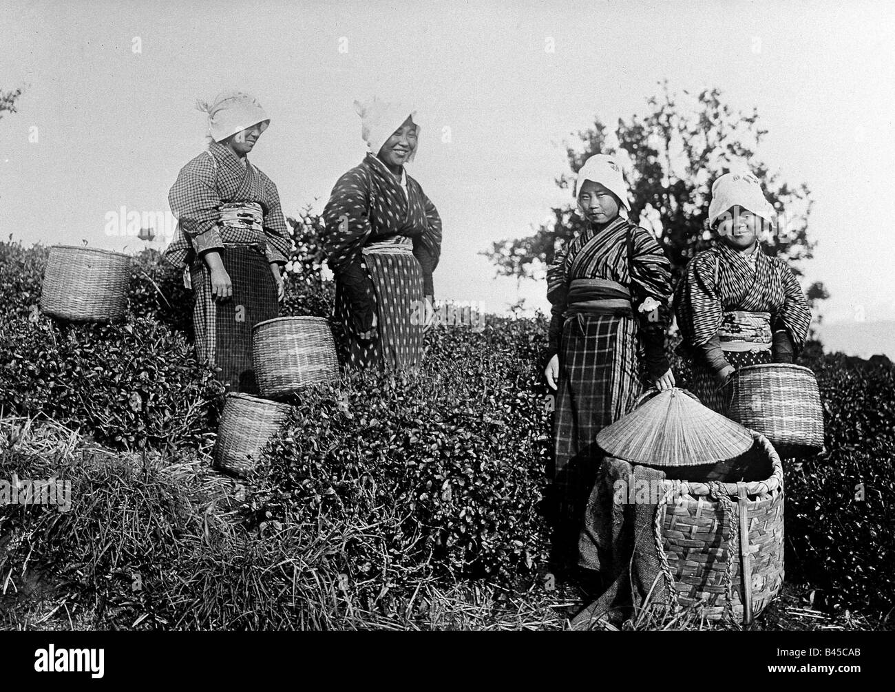 Geographie/Reise, Japan, Landwirtschaft, Ernte, japanische Frau bei Teekernte, ca. 1900, Stockfoto