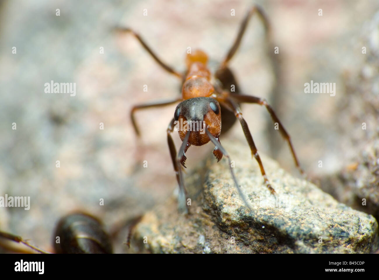 Formica Rufa Stockfoto