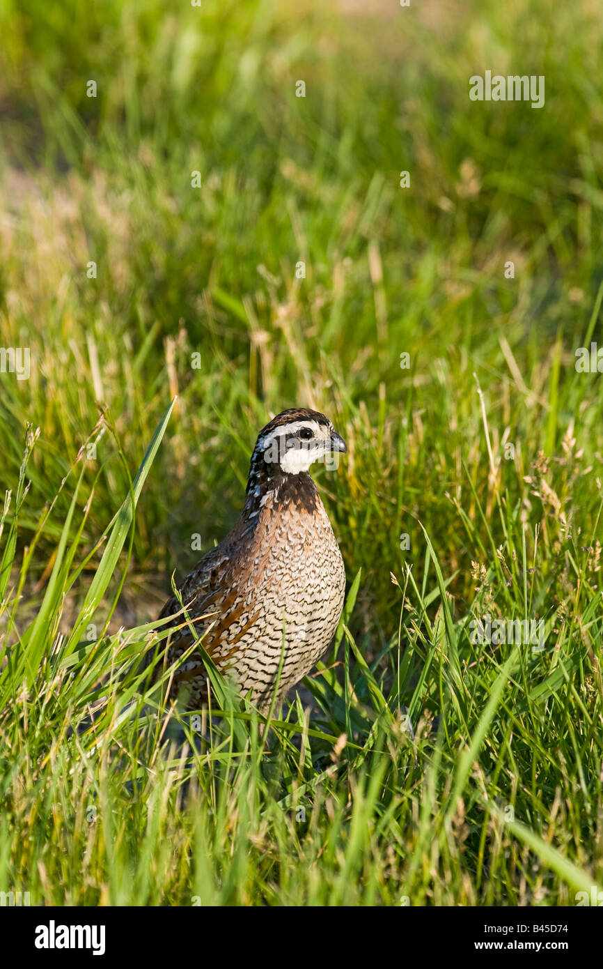 Nördlichen Bobwhite Colinus Virginianus St. Louis Missouri USA 20 kann erwachsenen männlichen Phasianidae Stockfoto