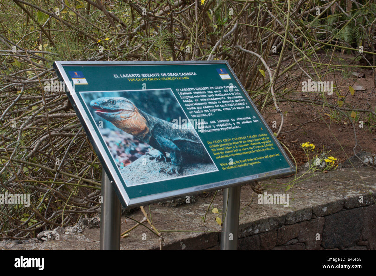 Informationen über die Kanaren Gran-Rieseneidechse (El Gigante Lagarto de Gran Canaria) in El Jardin Canario auf Gran Canaria. Stockfoto