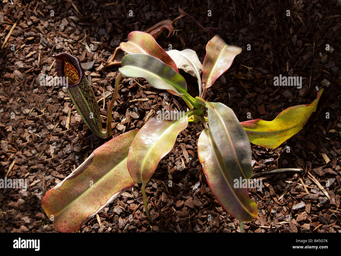 Nepenthes Eymae, Nepenthaceae. Eine fleischfressende Kannenpflanze aus den Bergen von Zentral-Sulawesi, Indonesien. Stockfoto
