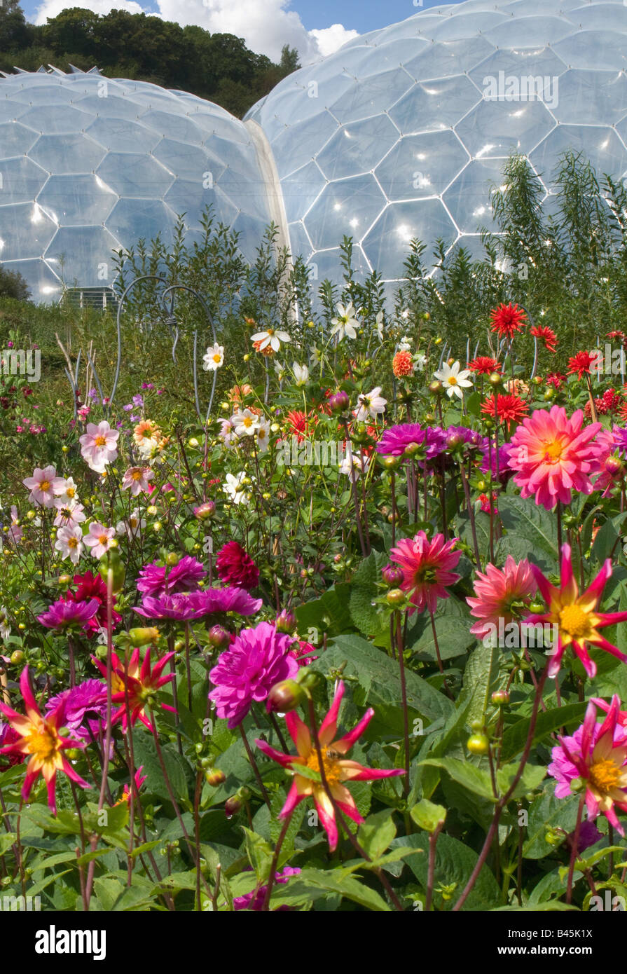 Blumenbeete und Biom in Eden project,st.austell,cornwall,england. Stockfoto