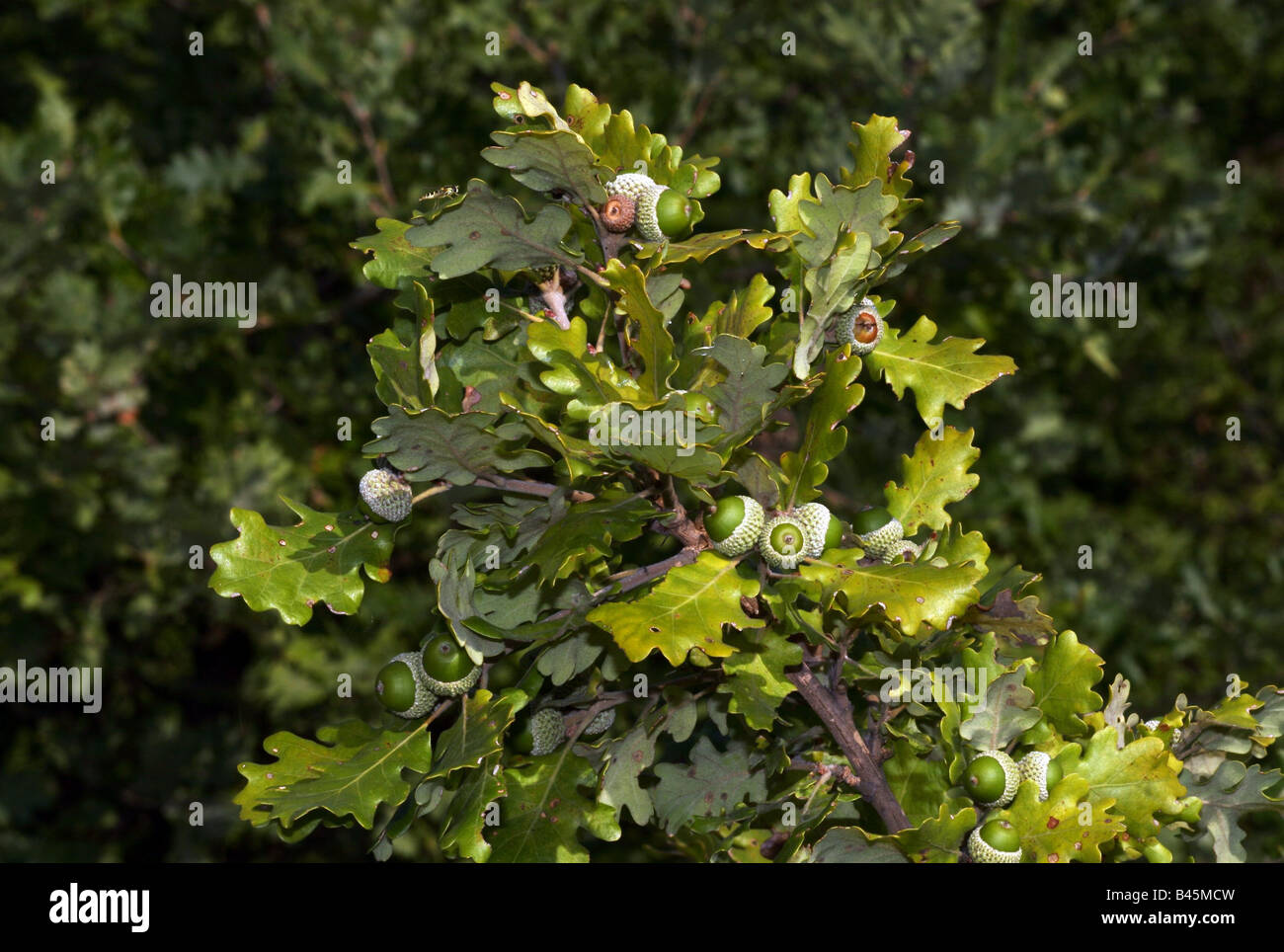 Botanik, Quercus, 'Downy Eiche (Quercus pubescens), verschiedene Früchte und Blätter am Zweig, Leithagebirge, Österreich, Additional-Rights - Clearance-Info - Not-Available Stockfoto