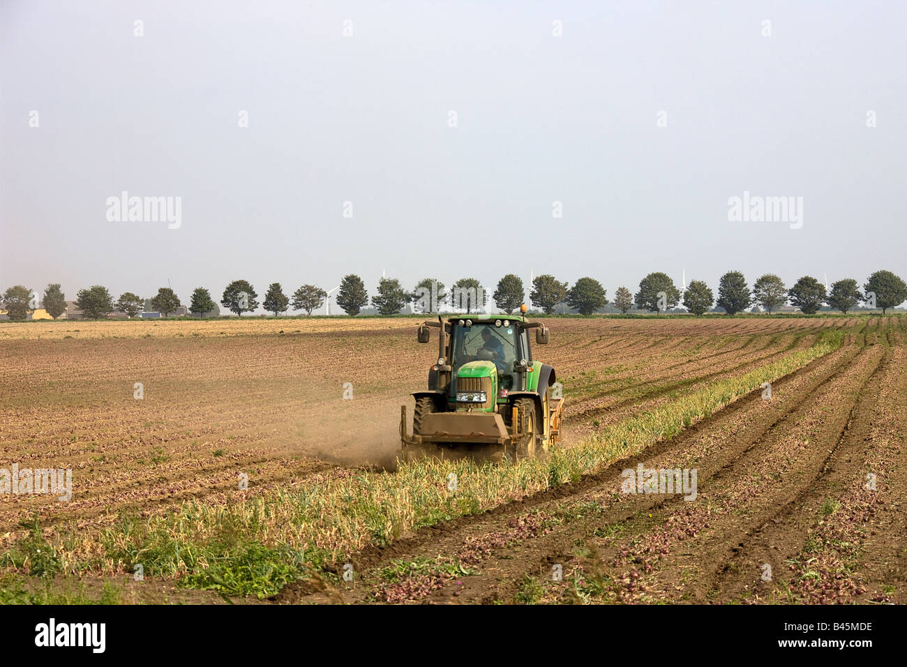 Ernte ein Feld von Zwiebeln in Cambridgeshire Fens. Stockfoto